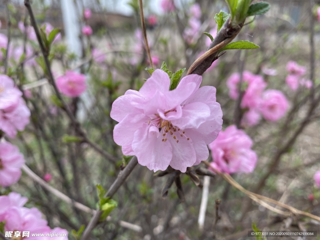 樱花