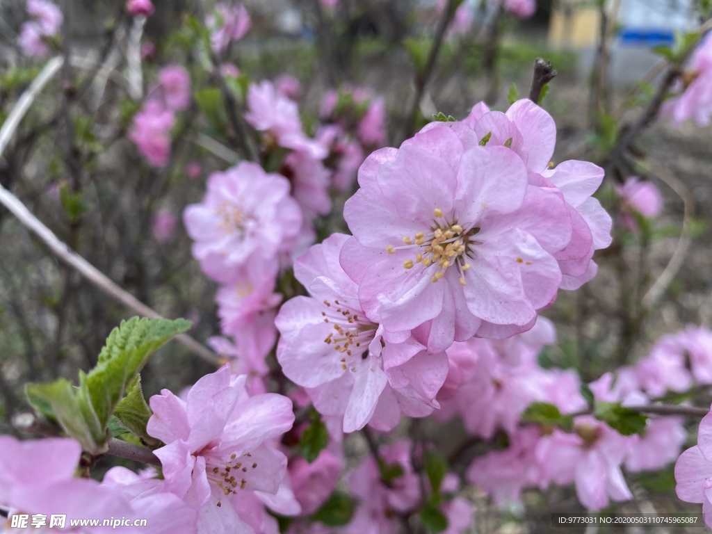 樱花