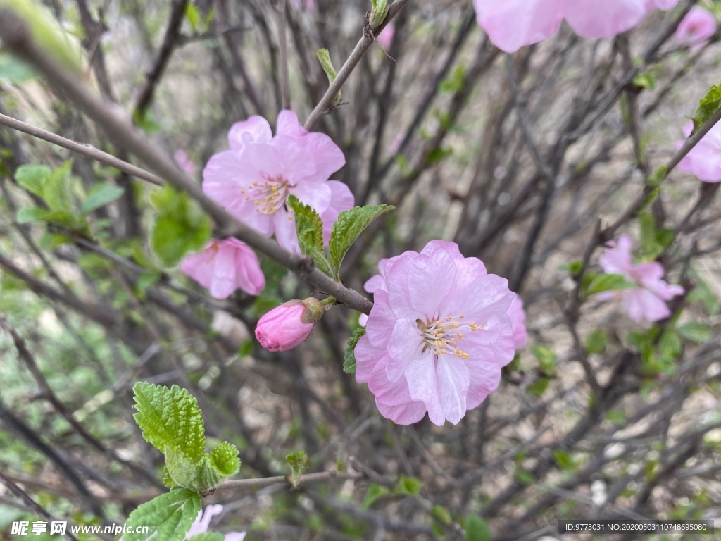 樱花