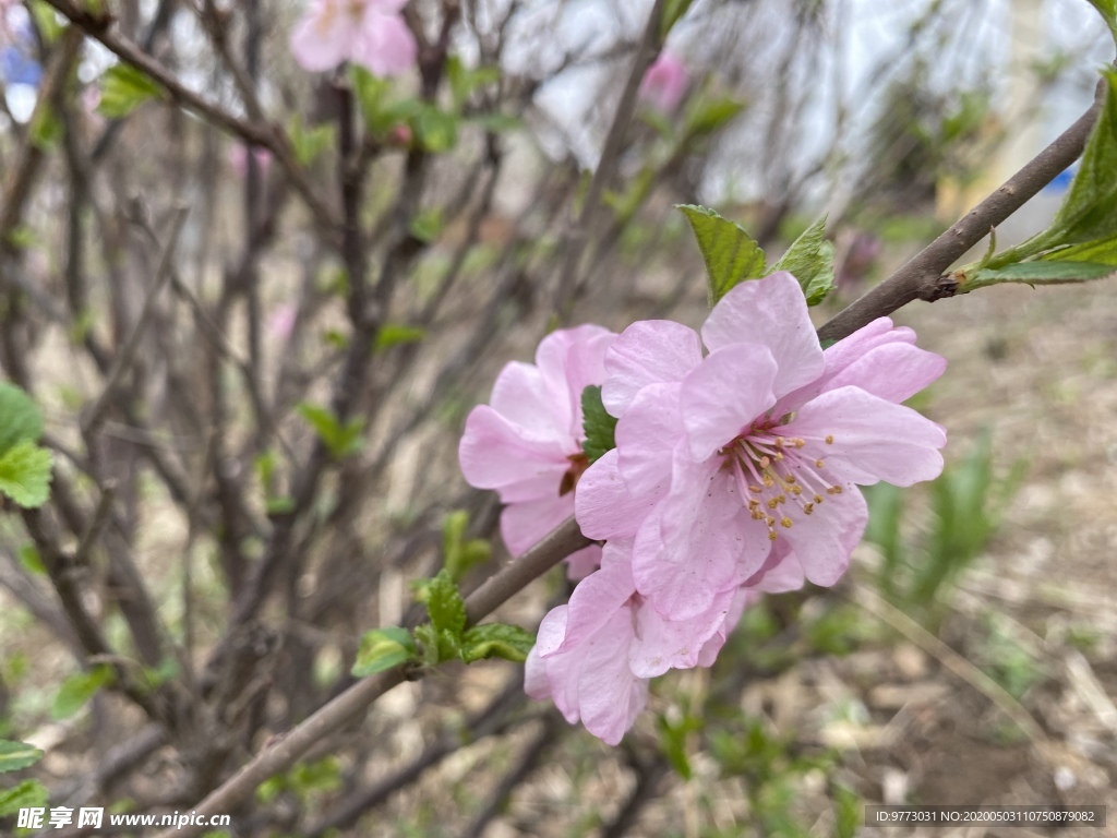 樱花