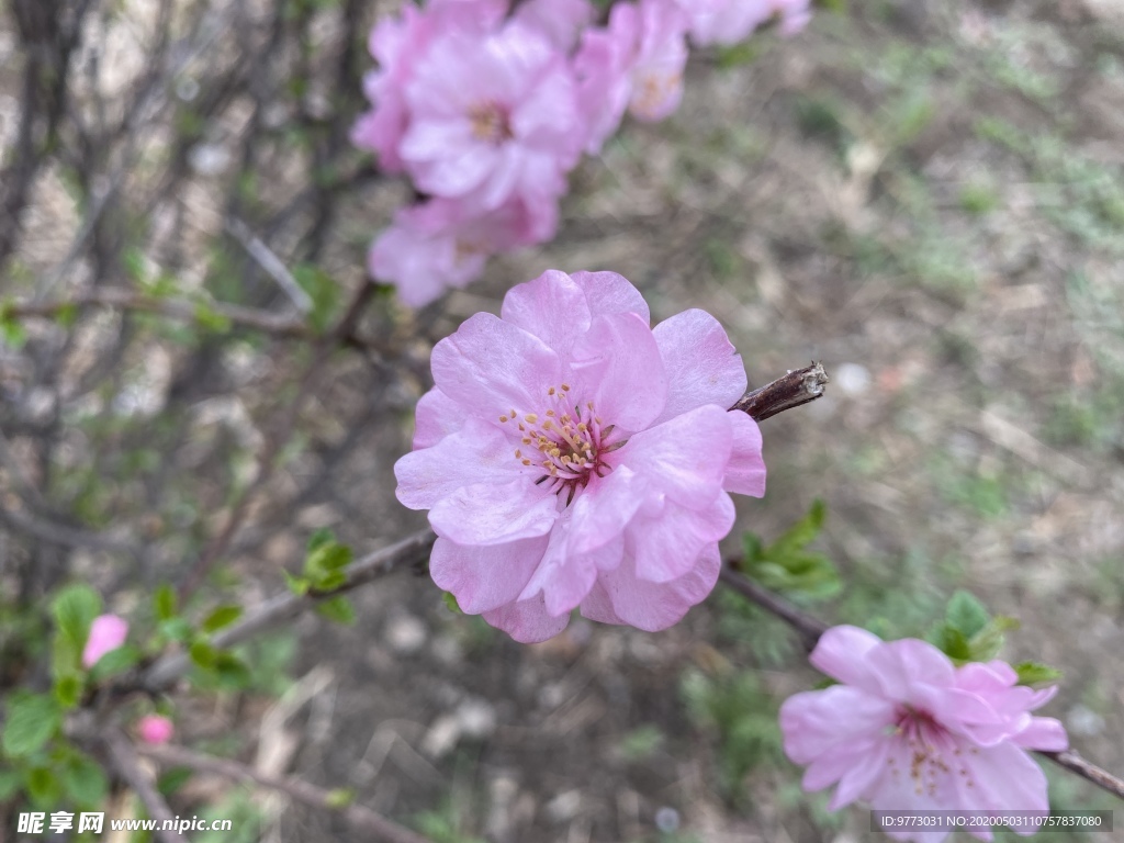 樱花