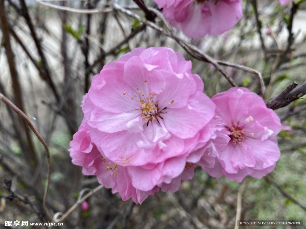 樱花