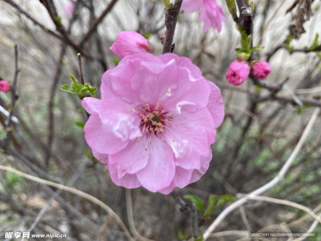 樱花