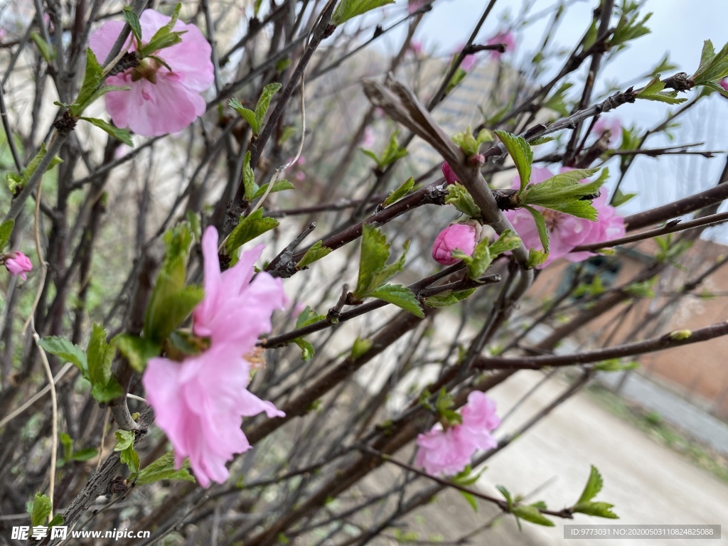 樱花