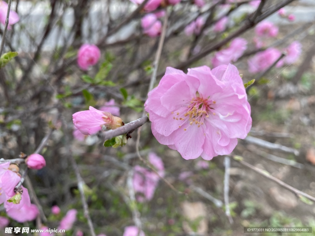 樱花