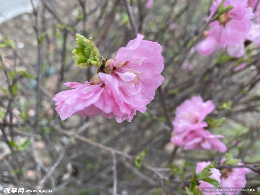 樱花