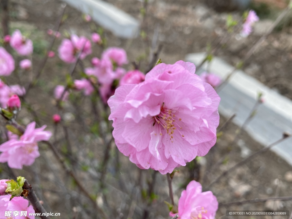 樱花