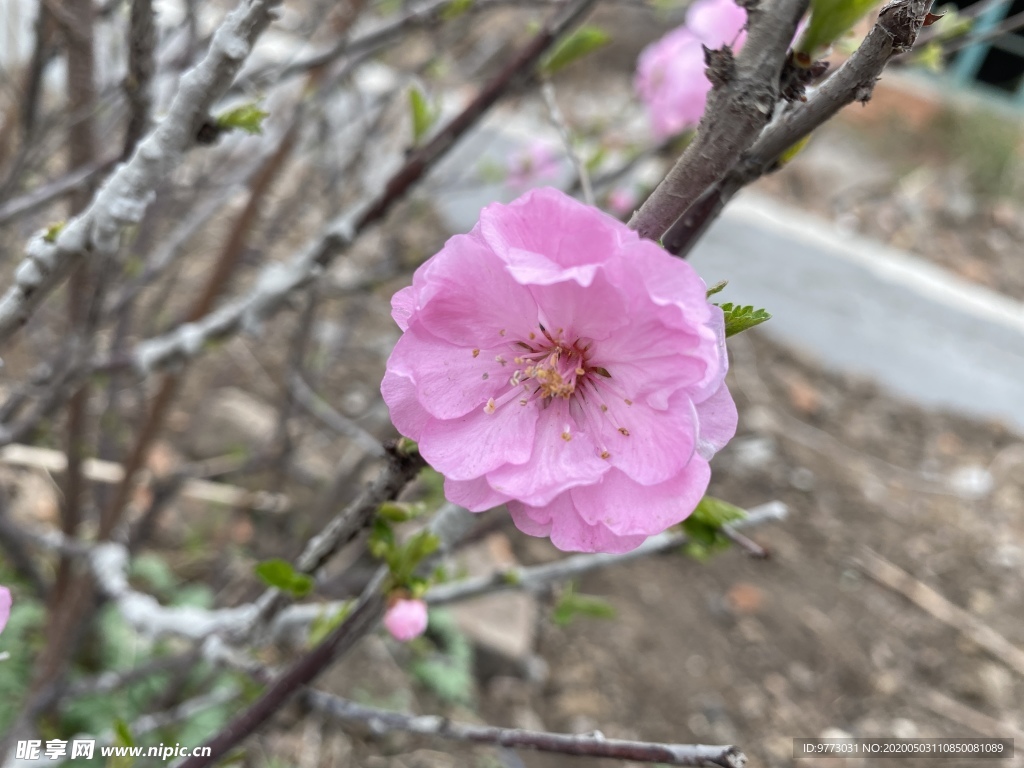 樱花