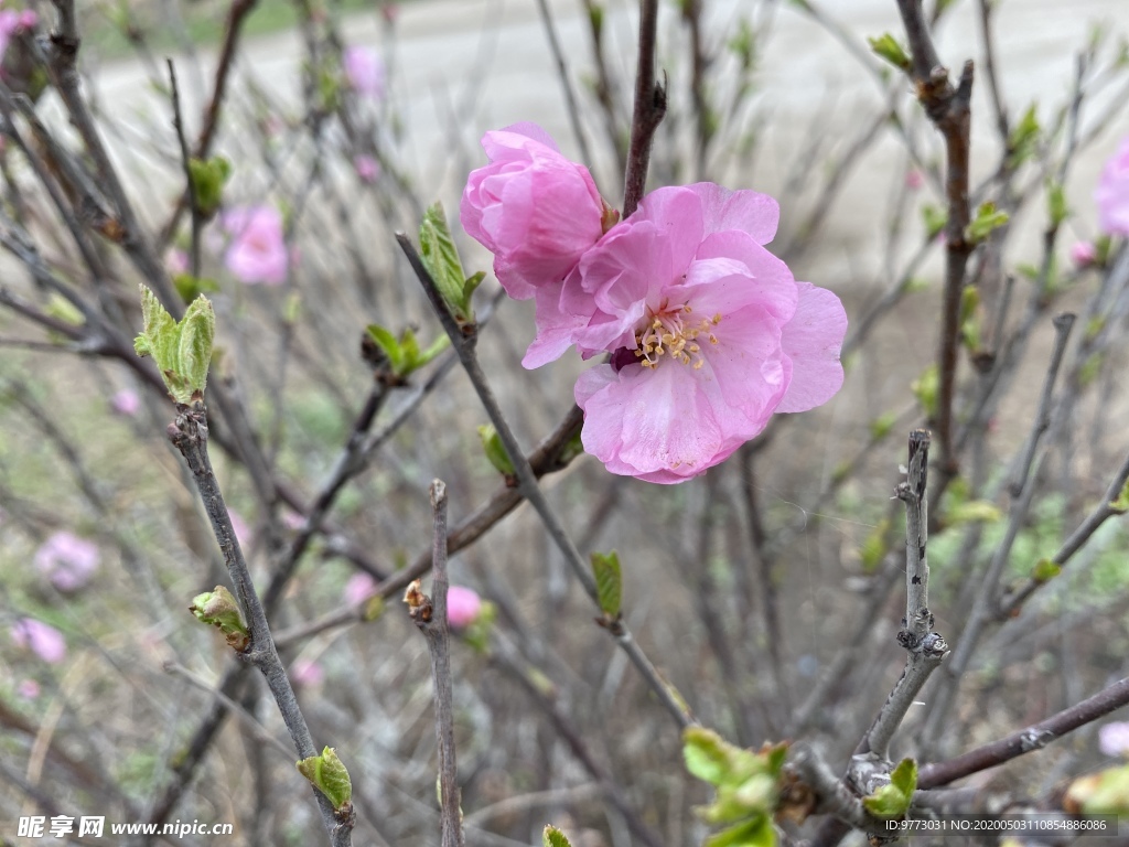 樱花