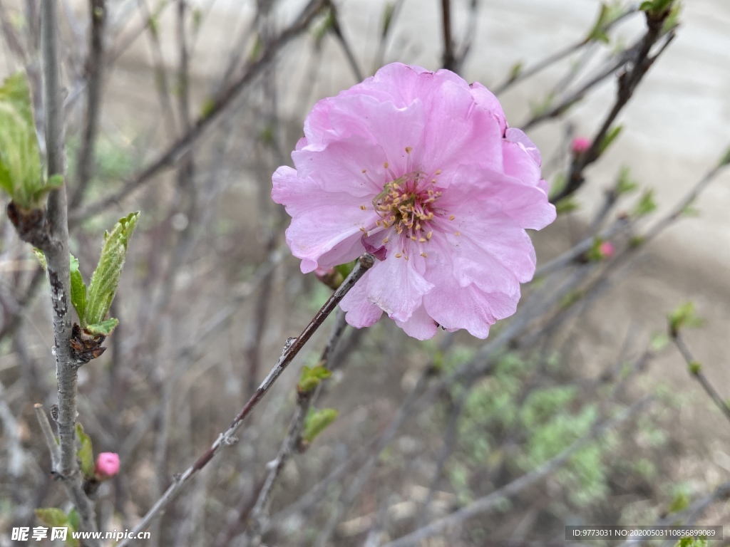 樱花