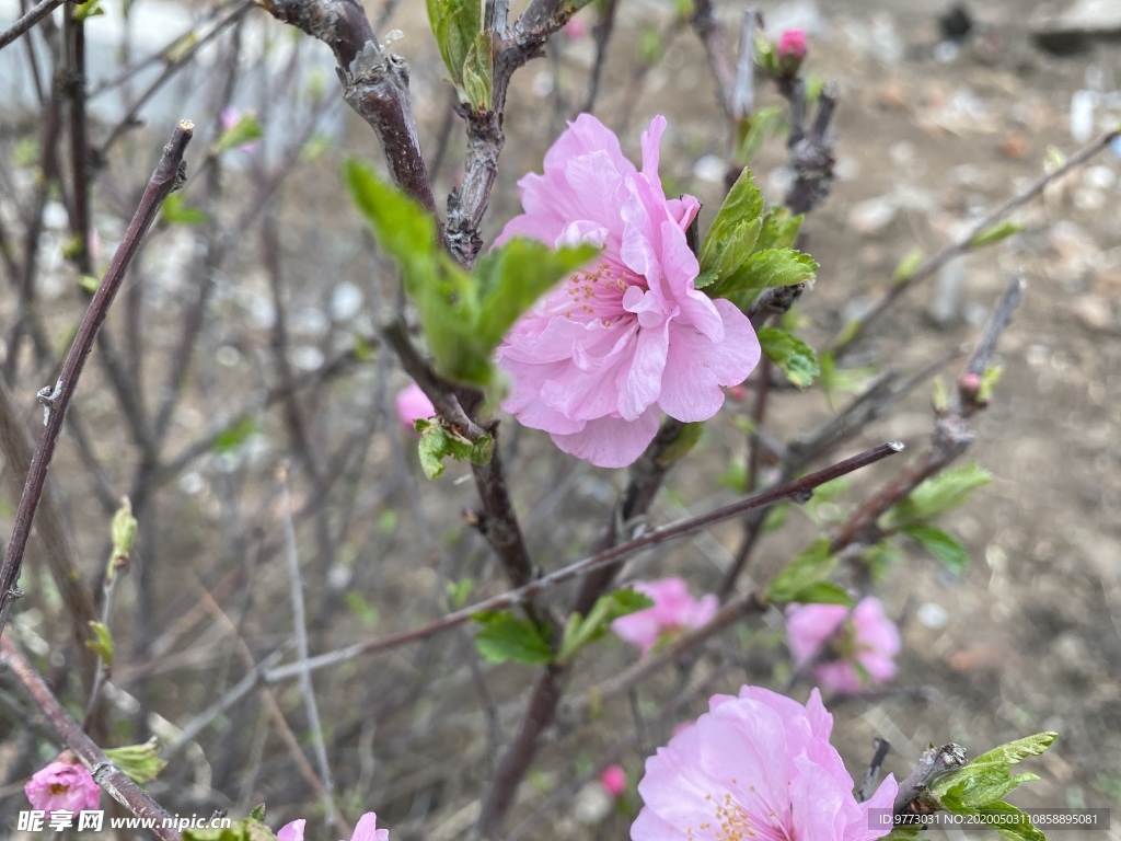 樱花