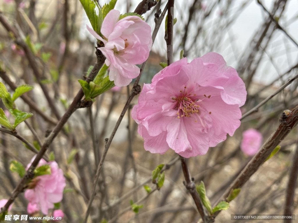 樱花