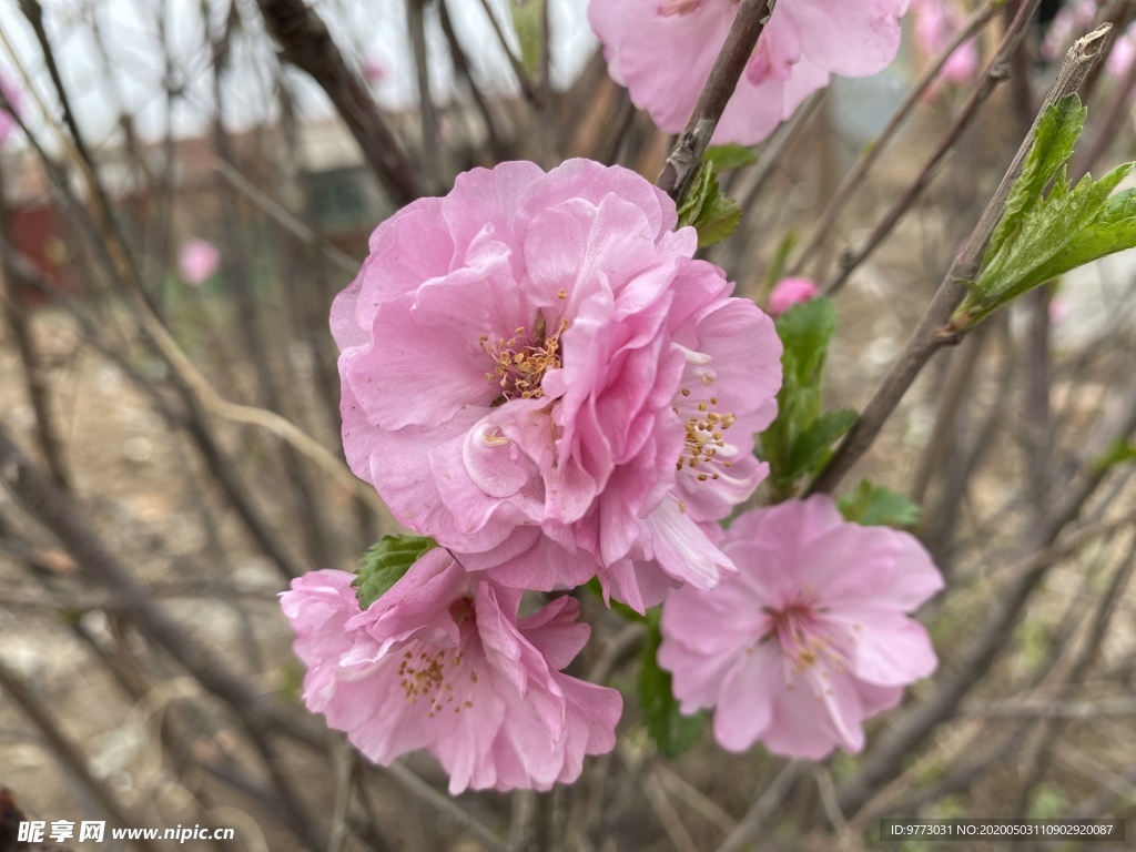 樱花