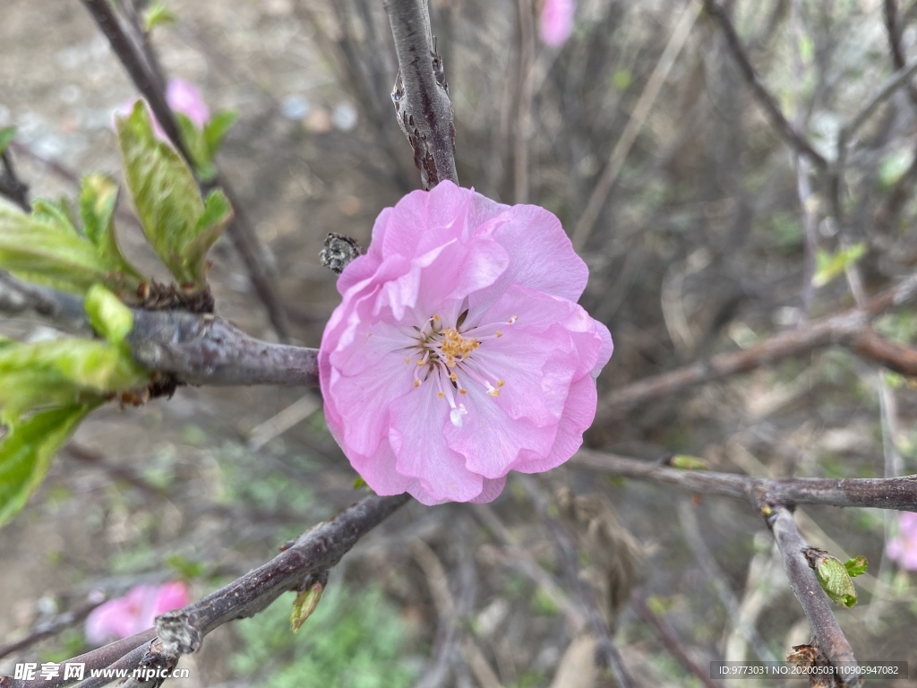 樱花