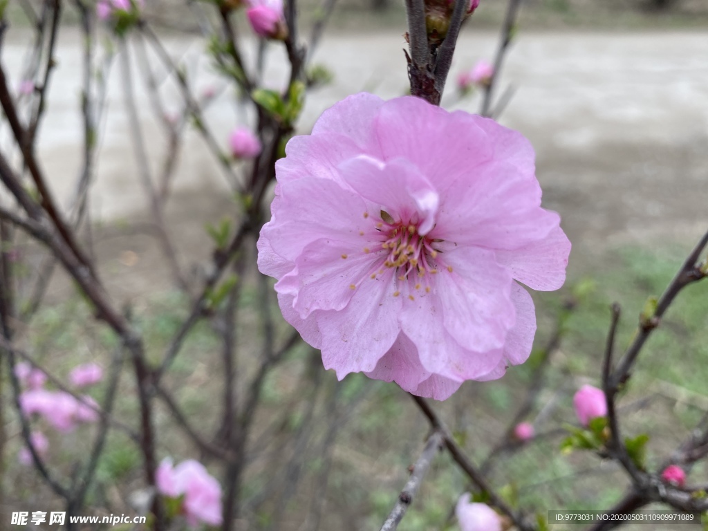 樱花