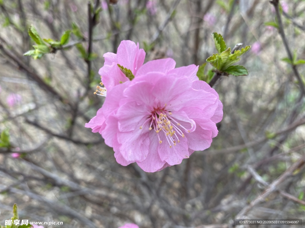 樱花