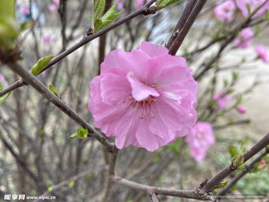 樱花