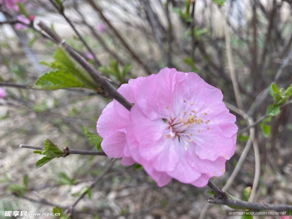 樱花