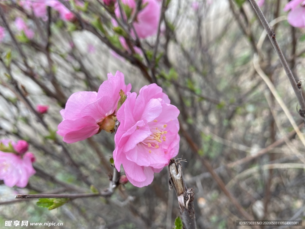 樱花