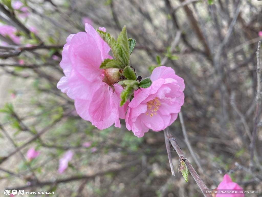 樱花