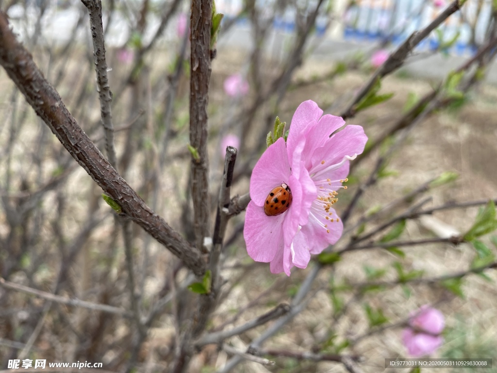 樱花