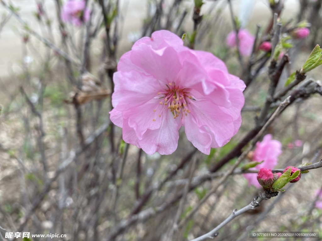 樱花