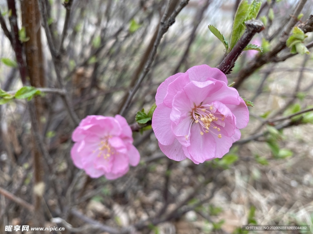 樱花