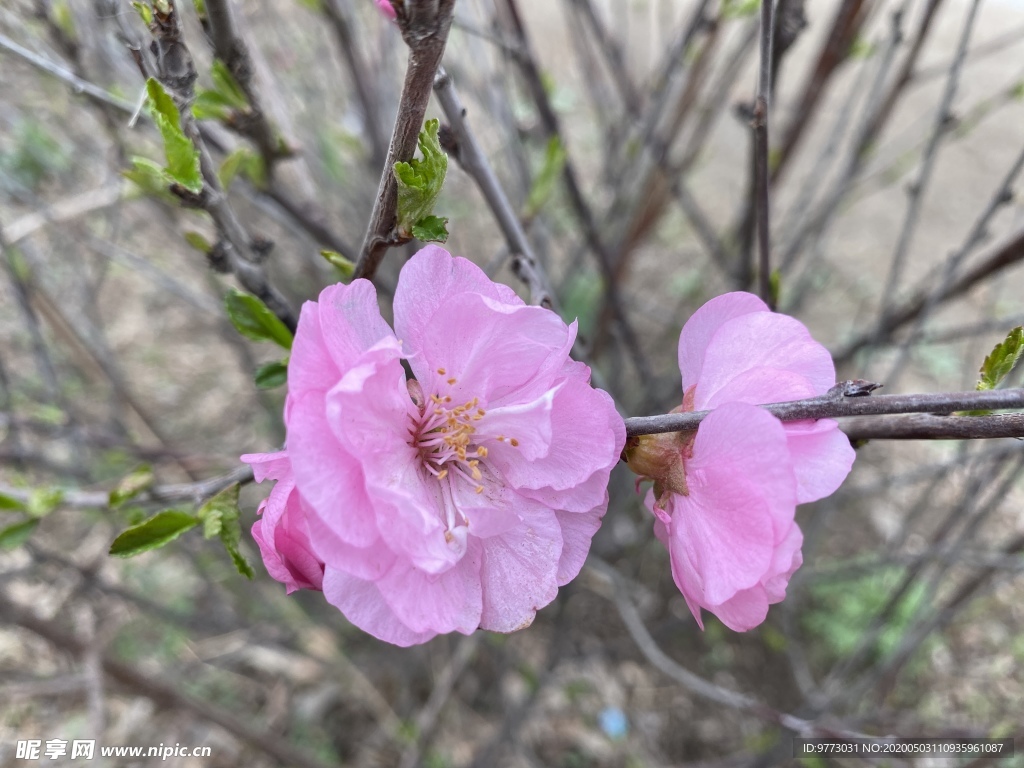 樱花