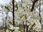 李子花