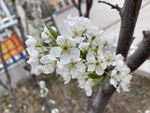 李子花
