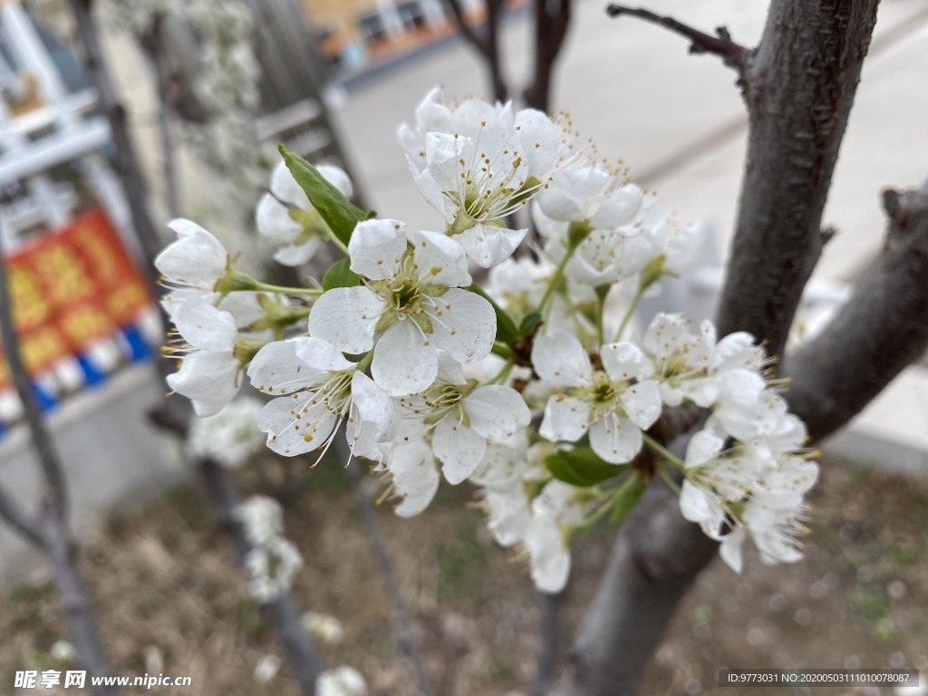 李子花