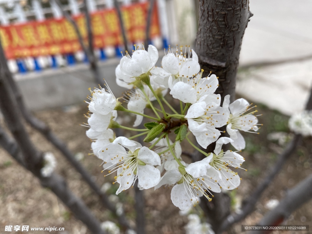 李子花
