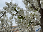 李子花