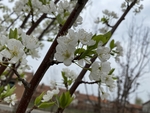 李子花