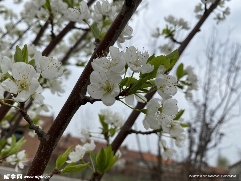 李子花