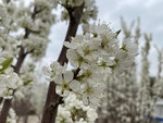 李子花