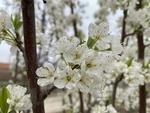 李子花