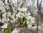 李子花