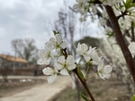 李子花
