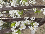 李子花