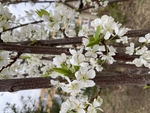 李子花