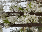 李子花