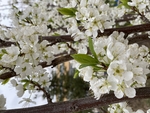 李子花