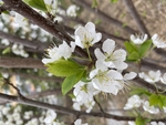 李子花