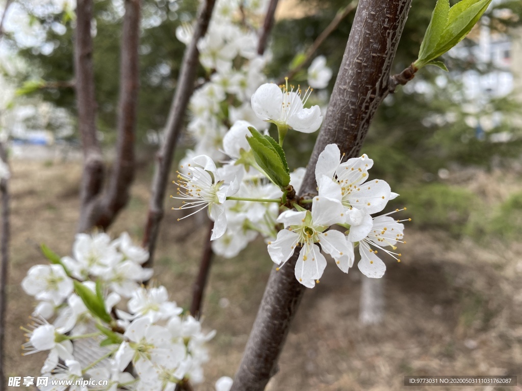 李子花