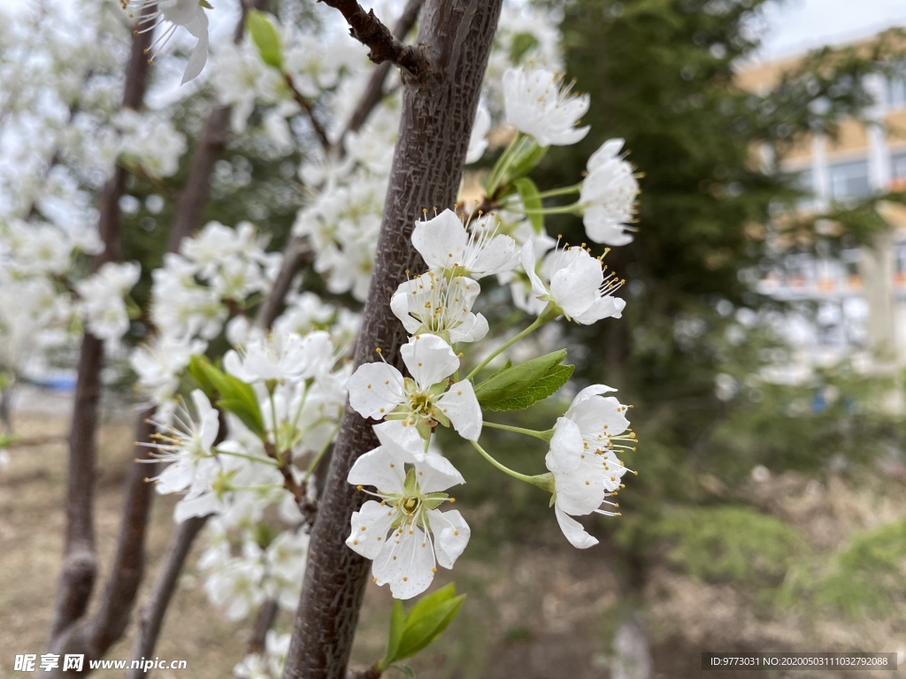 李子花