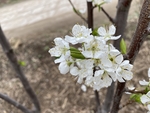 李子花