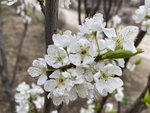 李子花
