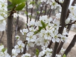 李子花