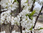 李子花